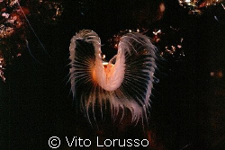 Worms - Protula tubularia by Vito Lorusso 